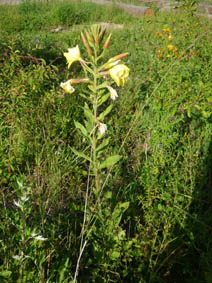 Oenothera glazioviana